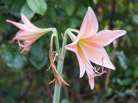 Belladonna Lily (Amaryllis Belladonna) Growing & Care Guide for。